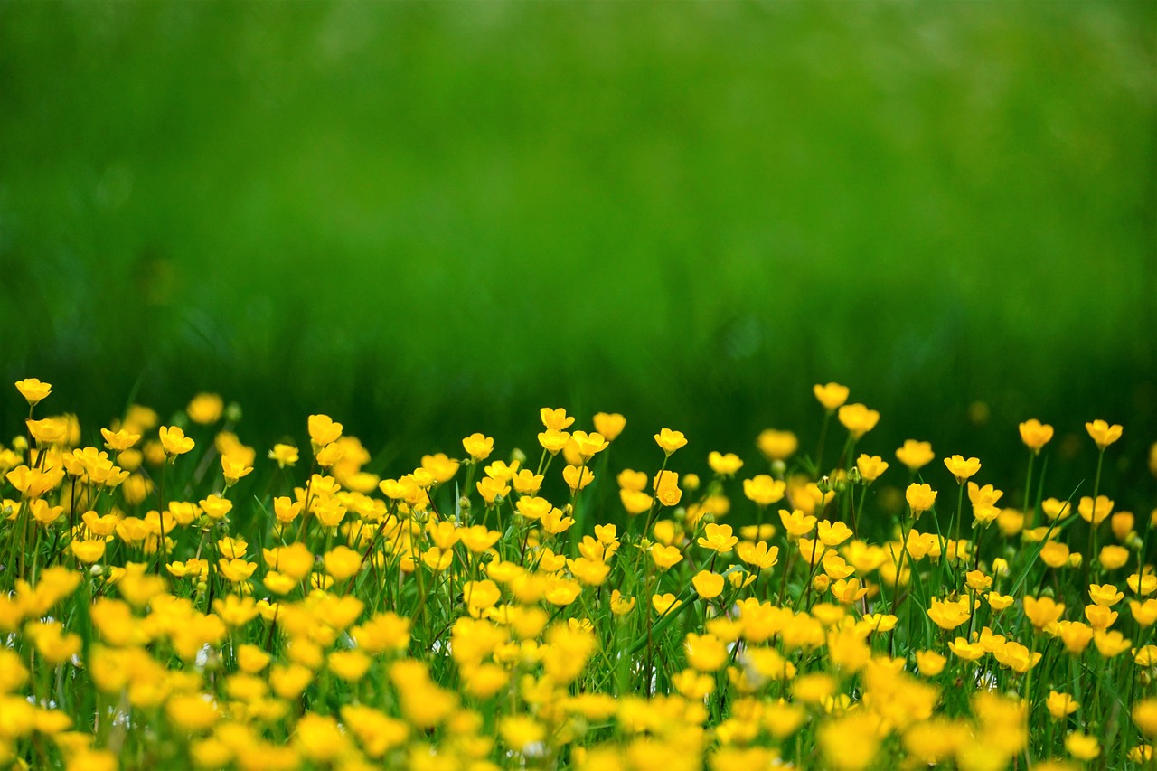 How to Create a Garden that Blooms Year-Round